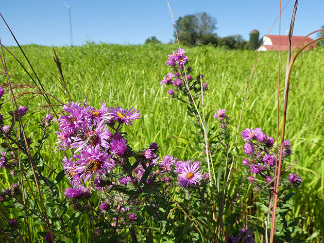 Bee-ing Better for Pollinators